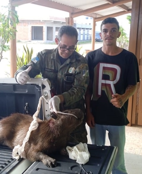 Guarda Ambiental resgata capivara e dois filhotes de gambá 2