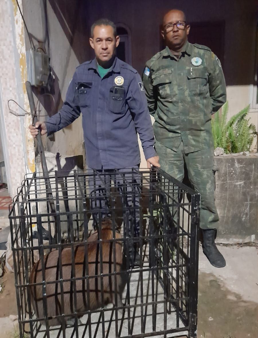 Guarda Ambiental resgata capivara em residncia de Barra do Itabapoana 1