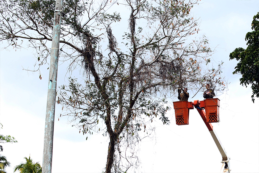 PODA E RETIRADA DE ÁRVORES II