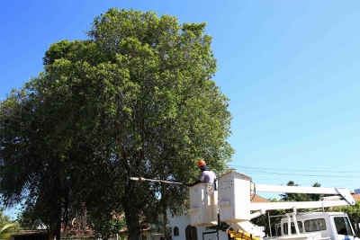 Serviços de poda e retirada de árvores seguem em todo município