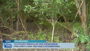 Preservação do manguezal de Gargaú é destaque em reportagem da Record TV