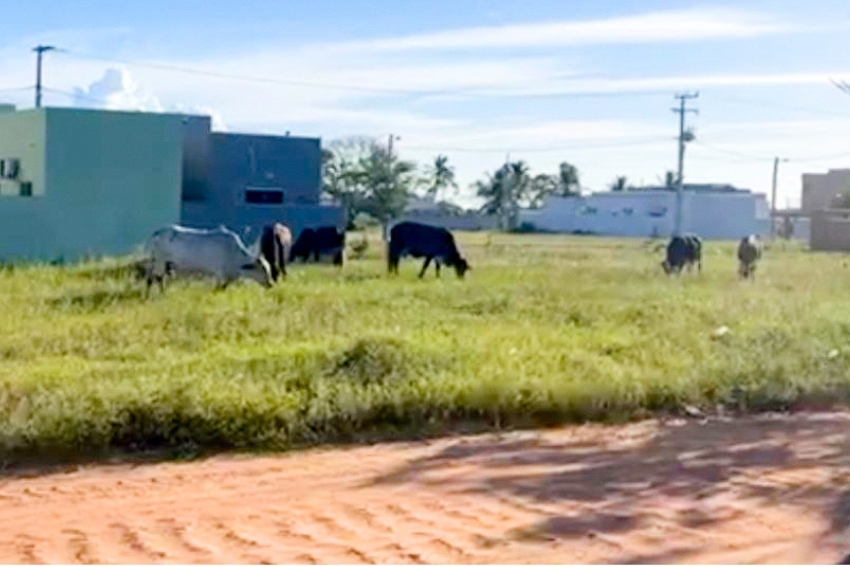 Criador é notificado após deixar animais soltos em Fazendinha, localidade de SFI