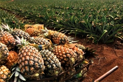 Cultivo de abacaxi BRS Imperial promete alavancar potencial agrícola de SFI
