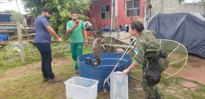 Duas jiboias são resgatadas em Barra do Itabapoana