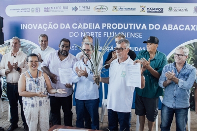 Produtores de SFI inovam na produção de abacaxi com mudas de BRS Imperial