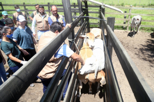 Campanha contra febre aftosa é prorrogada até dia 20