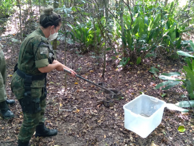 Guarda Ambiental resgata jiboia no quintal de residência em Santa Clara