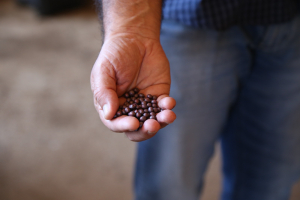 Primeiro grande plantio de soja tem início no município