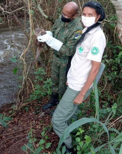 Lontra é resgatada pela Sema no bairro Macuco