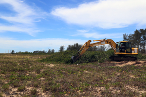 Praia de Santa Clara recebe ação de manejo e controle da vegetação exótica