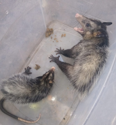 Gambás são resgatados pela GAM na área central