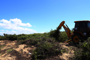 Cerca de 1.200 toneladas de vegetação exótica são retiradas das praias de São Francisco