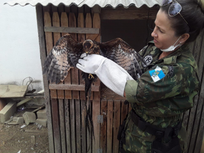 Sema resgata ave de rapina na área central do município