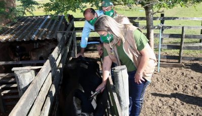 Prefeitura doa vacina contra brucelose para imunização do gado