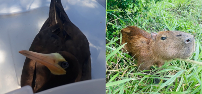 Sema resgata animais silvestres nesta sexta-feira (7)