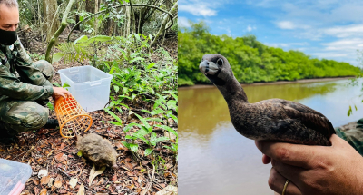 Guarda Ambiental em ação: dois animais silvestres resgatados