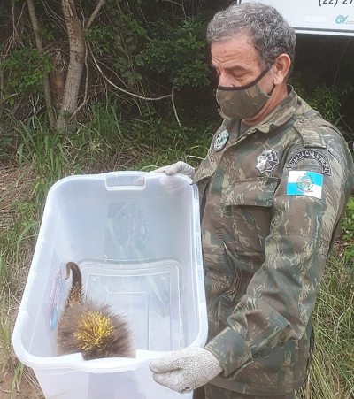 Ouriço-cacheiro é resgatado em Manguinhos