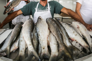 Inscrições para a Feira do Pescado e da Agricultura Familiar vão até a próxima sexta (04)