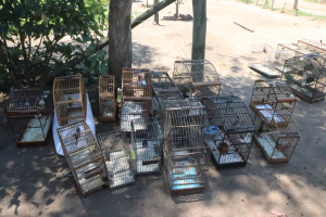 Operação conjunta apreende 34 aves