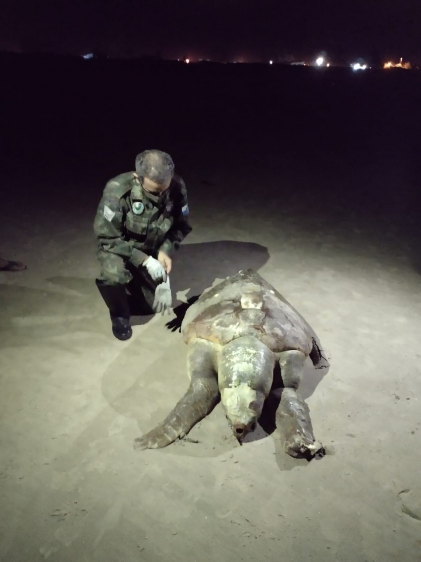 Tartaruga-cabeçuda encontrada morta na Praia de Santa Clara