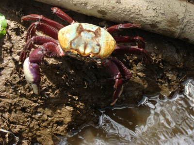 Sema alerta para período de defeso do caranguejo-uçá e do guaiamum