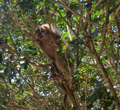 Guarda Ambiental resgata cobra d’água e ouriço-cacheiro