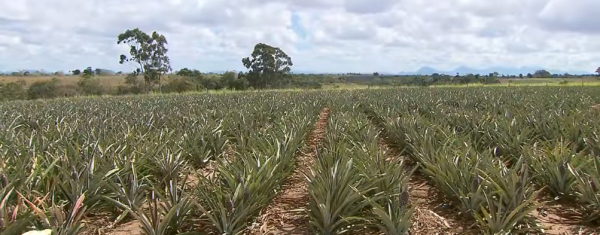 Produção Agrícola de SFI contabiliza R$ 305 milhões e fecha 2020 como maior faturamento do RJ