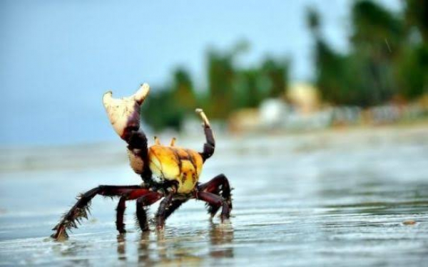 Sema alerta para período de defeso do caranguejo-uçá e do guaiamum