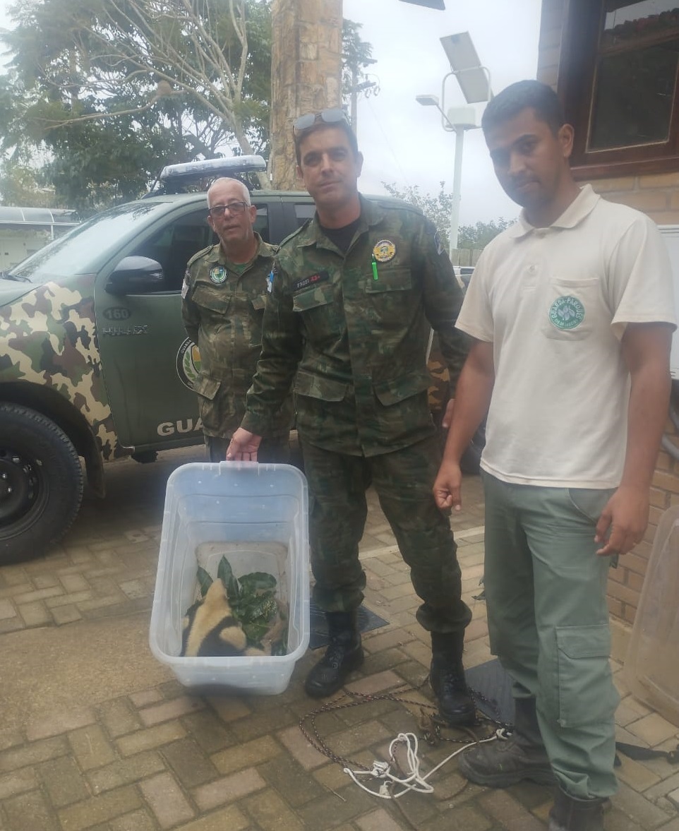 Guarda Ambiental resgata tamanduá mirim em Bom Jardim Divulgação GAM 3