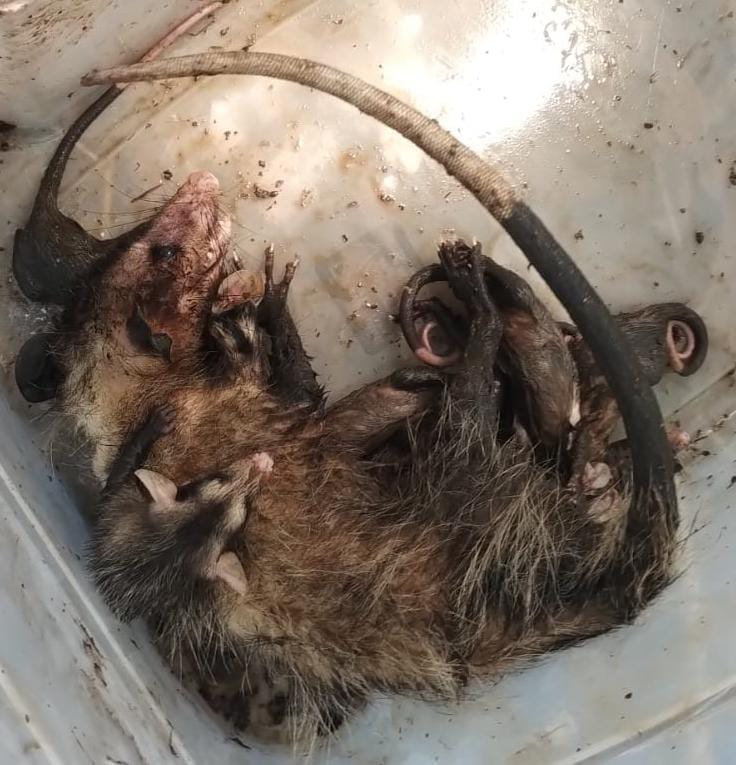 Gambás e Jiboia Guarda Ambiental Divulgação GAM 2