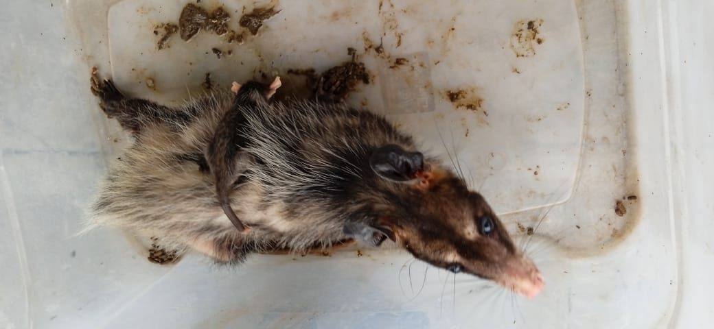 Guarda Ambiental resgata três gambás e dois ouriços cacheiros IMAGEM 4