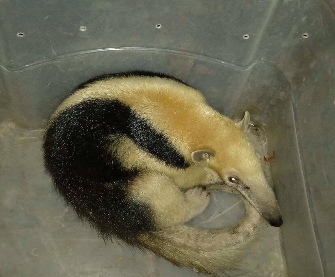 Tamanduás e gambá resgatados GAM 1