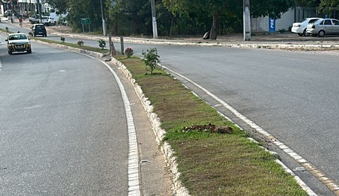 Paisagismo do canteiro central da RJ 224 é alvo de vândalos Divulgação 2