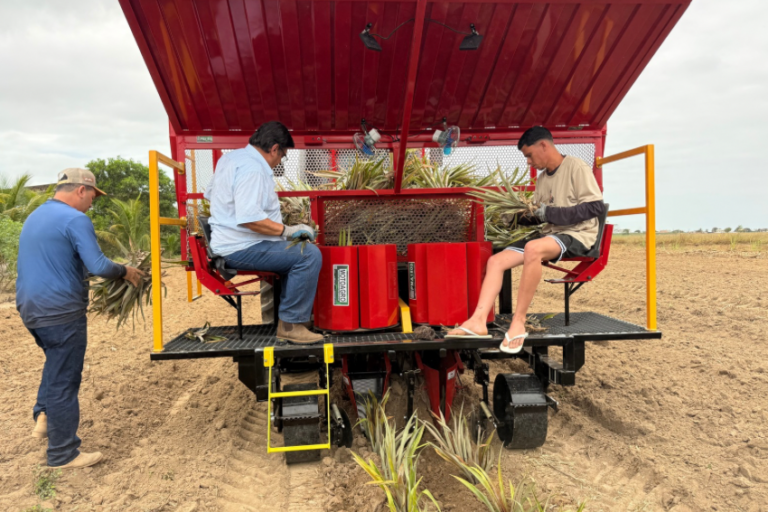 Dia de Campo apresenta novas tecnologias para produtores durante o 1º Festival do Abacaxi & Farinha