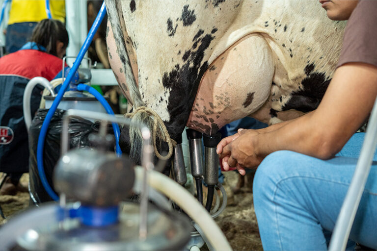 Concurso Leiteiro abre programação da 41ª ExpoAgro de Praça João Pessoa